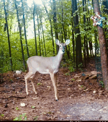 Deer Deer In Headlights GIF