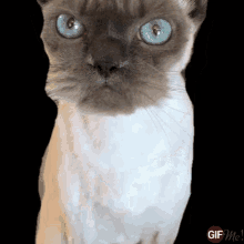 Bad Mood Cat GIF - Bad Mood Cat Roar GIFs