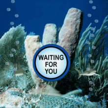 Shark Warning Waiting For You GIF - Shark Warning Waiting For You Sharks GIFs