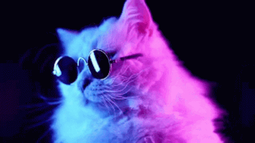 Cat Funny GIF – Cat Funny Glasses – discover and share GIFs