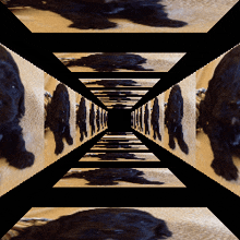 a black dog is laying on a carpet in a maze