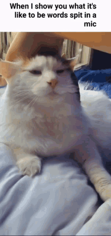 Izzy Cat GIF - Izzy Cat GIFs