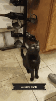 Scream Black GIF - Scream Black Cat GIFs