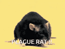 Antivaxxer Plague Rat GIF