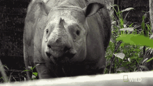 Look Puntong GIF - Look Puntong Supporting Puntong The Rhino GIFs