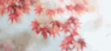 Leaves GIF - Fall Autumn Wind GIFs