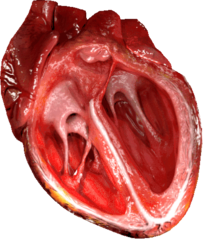 Heart Heartbeat Sticker - Heart Heartbeat Cgi Stickers