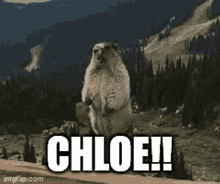 Chloe Beaver GIF - Chloe Beaver GIFs