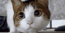 Cat кот GIF - Cat кот GIFs
