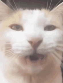Milly Silly Cat GIF - Milly Silly Cat GIFs