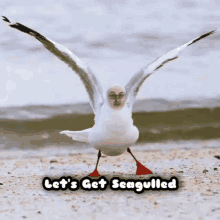 lets get seagulled lets get drunk sesh seagull