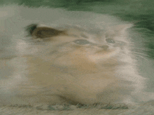 a small fluffy kitten sitting on a table