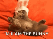 Cat Easter GIF