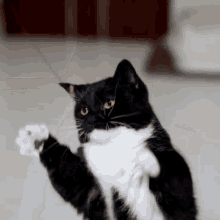 a black and white cat is standing on its hind legs and reaching up with its paw .