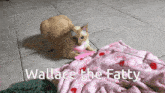 a cat is laying on a pink blanket with the words wallace the fatty on the bottom