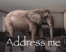 an elephant standing in a room with the words address me written below it