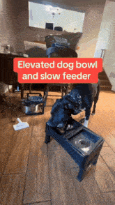 a dog standing next to a elevated dog bowl and slow feeder