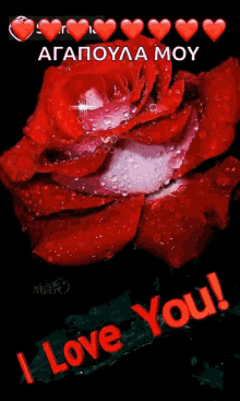 I Love You Rose GIF - I Love You Rose Flower GIFs