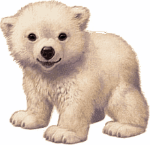 polar bear baby polar bear cute white bear