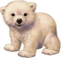 Polar Bear Baby Polar Bear Sticker - Polar Bear Baby Polar Bear Cute Stickers