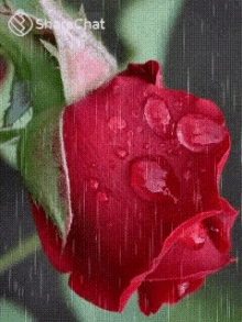 बारिश लालगुलाब GIF - बारिश लालगुलाब बरसात GIFs