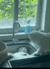 Cat Cats GIF - Cat Cats Sink GIFs