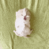 a kitten is laying on its back on a green blanket .