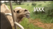 jaxx camel nod funny animals