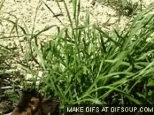Grass GIF