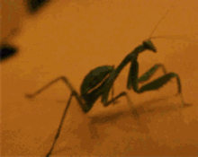Mantis Lolololol GIF - Mantis Lolololol Lol GIFs