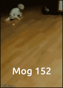 Mogcat 152 GIF - Mogcat Mog 152 GIFs
