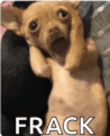 a small brown dog is laying down with its mouth open and the word frack on the bottom .