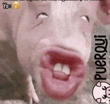 a close up of a pig 's face with its mouth open and its tongue out .
