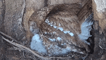 Nurturing Tawny Owl GIF - Nurturing Tawny Owl Robert E Fuller GIFs