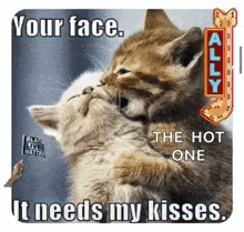 two kittens hugging each other with the words `` your face , the hot one it needs my kisses ''