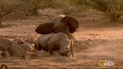 Pushing Away Elephant Vs Rhino Animal Fight Night GIF - Pushing Away  Elephant Vs Rhino Animal Fight Night World Rhino Day - Discover & Share GIFs