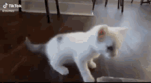 Some Body Come Get Her Cat GIF