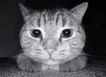 a close up of a cat 's face with a black background