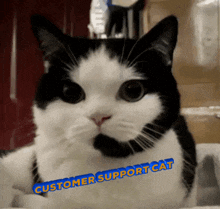 Cat Customer Service GIF - Cat Customer Service Call GIFs