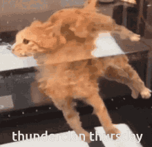 Thunderclan Warrior Cats GIF - Thunderclan Warrior Cats Thunderclan Thursday GIFs
