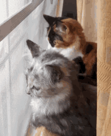 Cats Looking Outside GIF