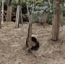 Panda Falling GIF - Panda Falling Fail GIFs