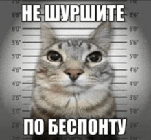 a cat is standing in front of a police line up with a caption in a foreign language that says he swphite