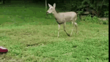 Deer In GIF - Deer In The GIFs