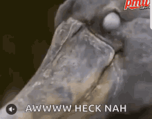 Funny Animals The Heck GIF