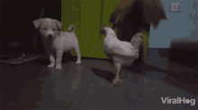 Puppy Playing With Chicken Chicken GIF - Puppy Playing With Chicken Chicken Puppy GIFs