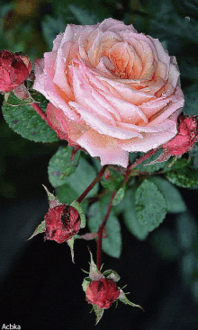 pink rose love romantic