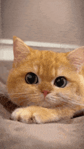 a close up of an orange cat laying on a bed .