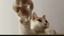 Cat Cats GIF - Cat Cats Cat Meme GIFs