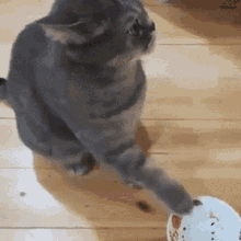 Cat Hungry Cat GIF - Cat Hungry Cat Hangry GIFs